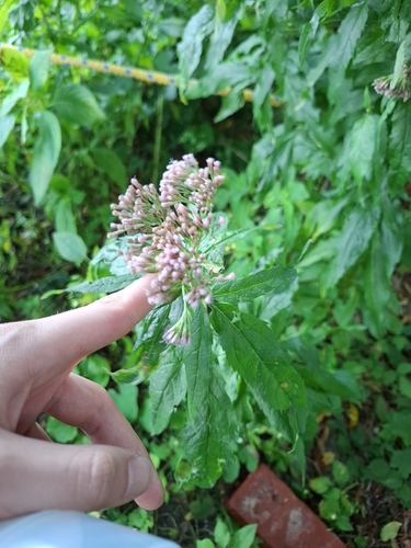 hemp agrimony