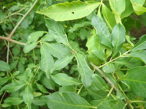 Stenacis euonymi