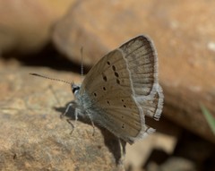 Polyommatus nivescens