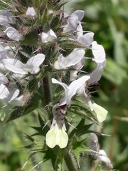 Stachydeae