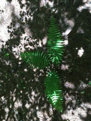 Matteuccia struthiopteris