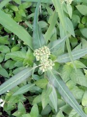 Euphorbia heterophylla