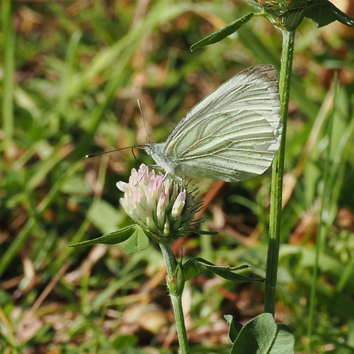 Green-veined White