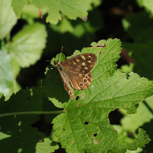 Speckled Wood