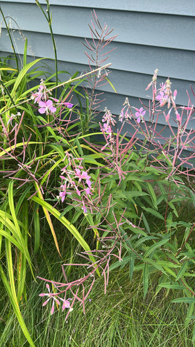 fireweed