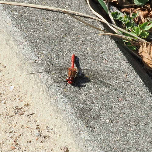 Ruddy Darter