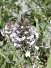 Stachydeae
