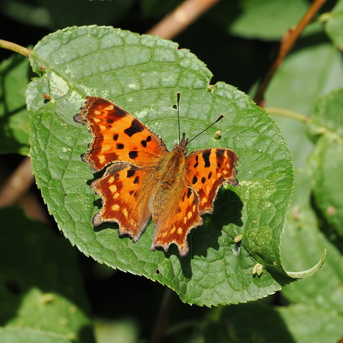 European Comma