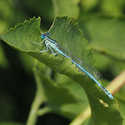 Blue Featherleg