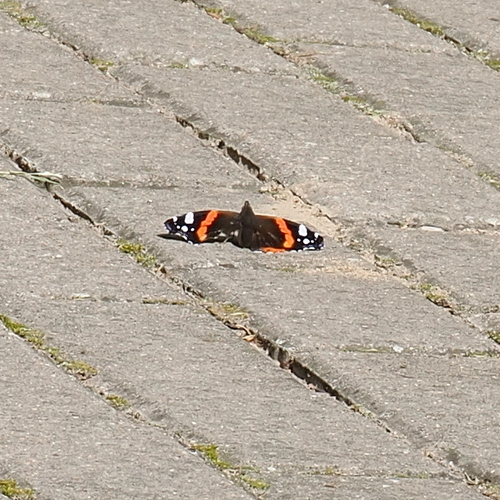 Red Admiral