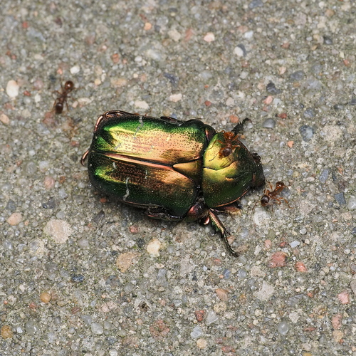 European Rose Chafer