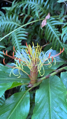 Hedychium ellipticum