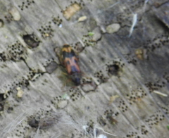 Hypulus quercinus