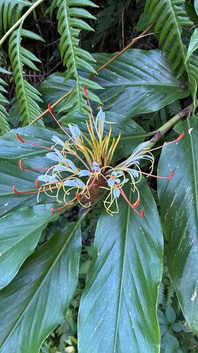 Hedychium ellipticum, photograph 2
