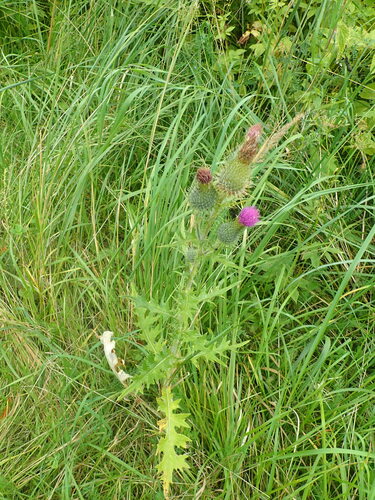 Bull Thistle