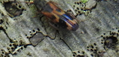 Hypulus quercinus