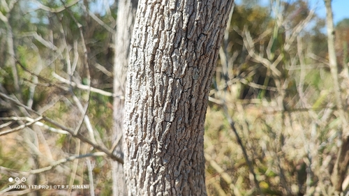 Eriotheca gracilipes, photograph 2