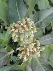 Euphorbia heterophylla