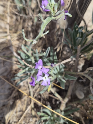 Matthiola sinuata, photograph 2
