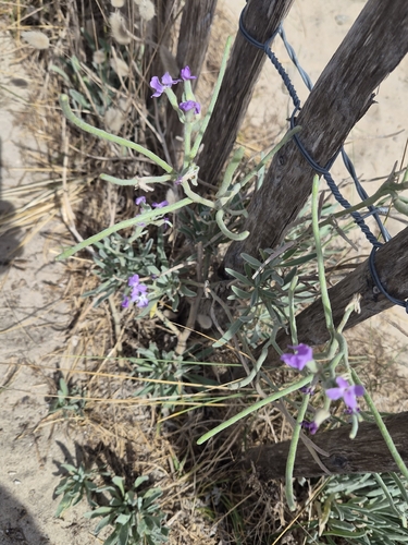 Matthiola sinuata, photograph 3