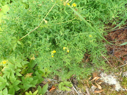 meadow pea