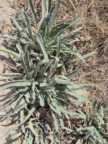 Matthiola sinuata, photograph 4