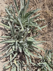 (c) Catherine Faber, some rights reserved (CC BY) Matthiola sinuata, photograph (c) Catherine Faber, some rights reserved (CC BY)