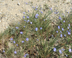 Linum perenne