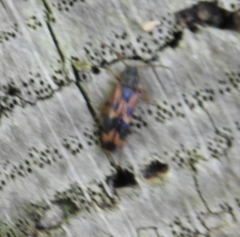 Hypulus quercinus