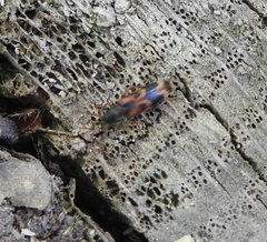 Hypulus quercinus