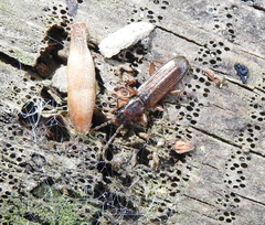 Dendrophagus crenatus