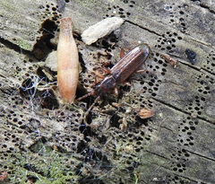 Dendrophagus crenatus