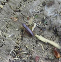 Dendrophagus crenatus