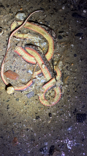 Yunnan Keelback, Hebius clerki