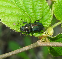 Platycerus caraboides
