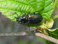 Platycerus caraboides