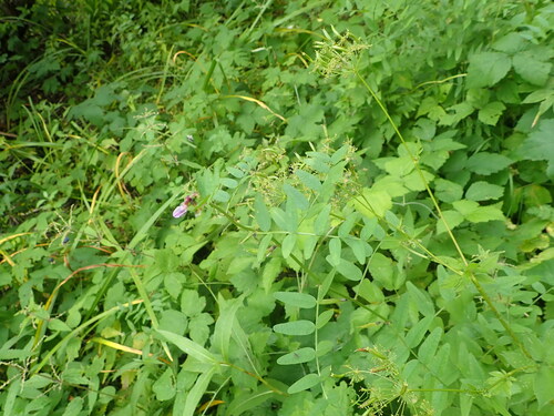 Bush Vetch