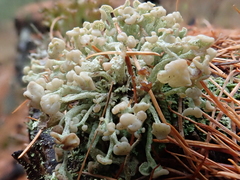 Cladonia botrytes