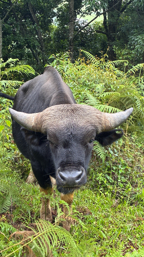 Domestic Gaur
