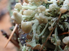 Cladonia botrytes