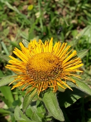 Inula