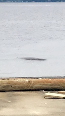 Trichechus