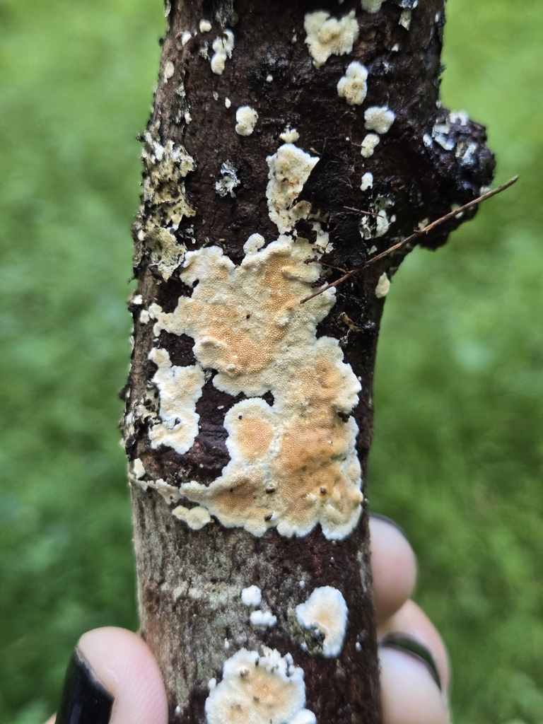 Ochre Spreading Tooth · August 2026 · photo: Photo: (c) Alexander Diaz, some rights reserved (CC BY) · iNaturalist