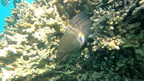 Giant Moray