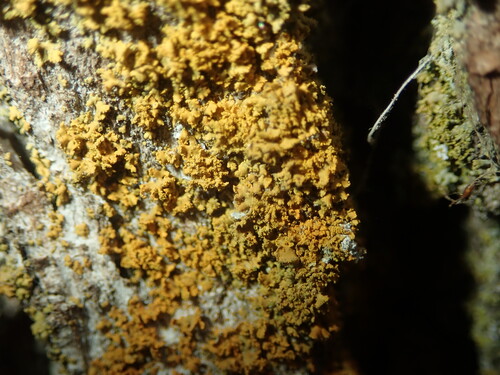 Bare-bottomed Sunburst Lichen