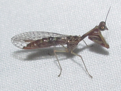 Leptomantispa pulchella