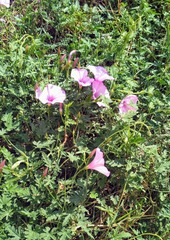 Convolvulus althaeoides althaeoides