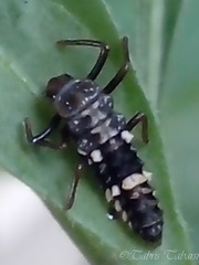 Coccinellidae