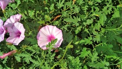 Convolvulus althaeoides althaeoides