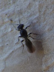 Platygastrinae